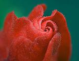 Little Red Wildflower Closeup_33089